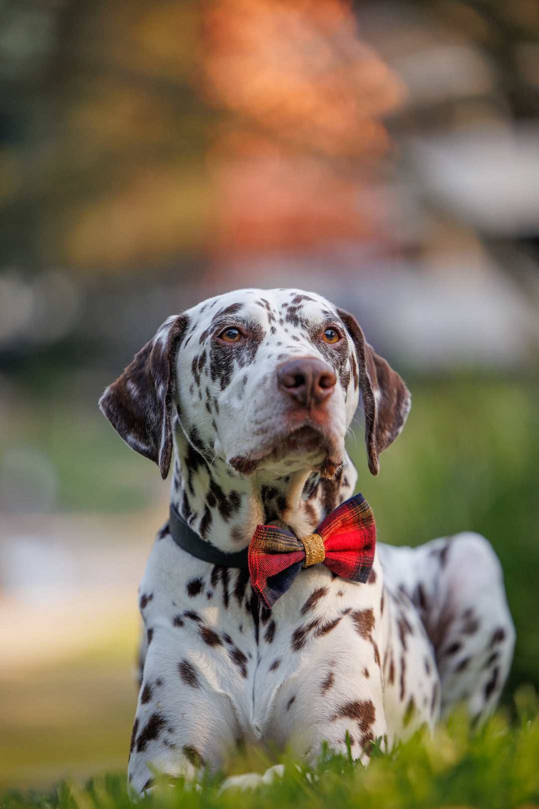 Dog Christmas Bow Tie  | Merry Tartan