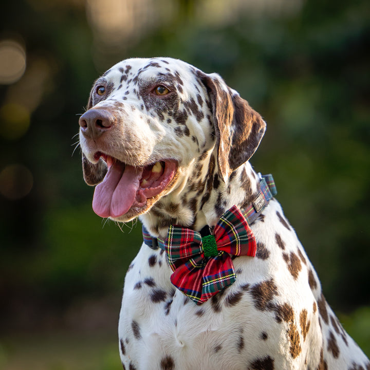 Dog Christmas Sailor Bow Tie  | Festive Tartan