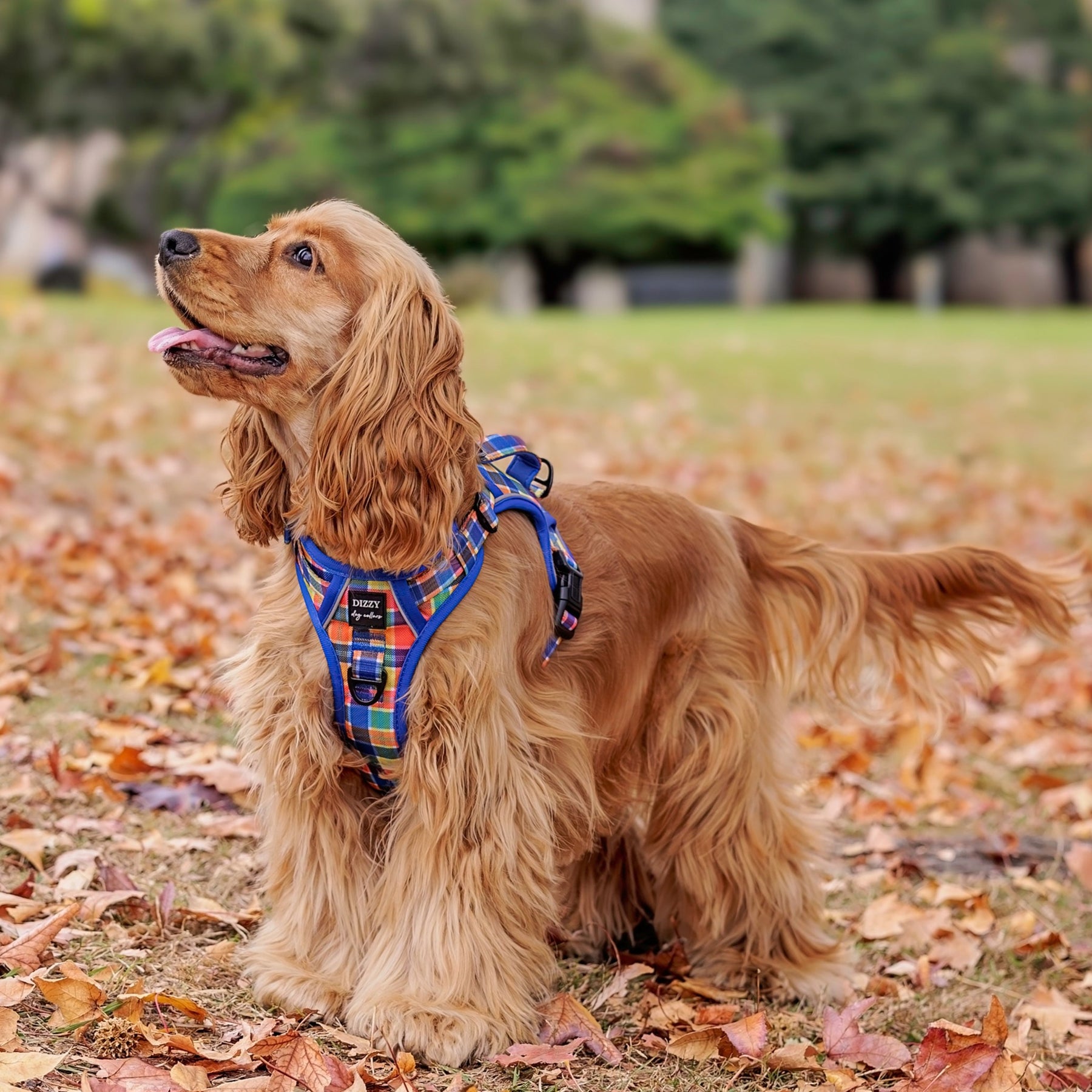 Working Cocker Harness No Pull Dog Harness | Step in | Reflective | Heavy Duty | Easy Reach H ...