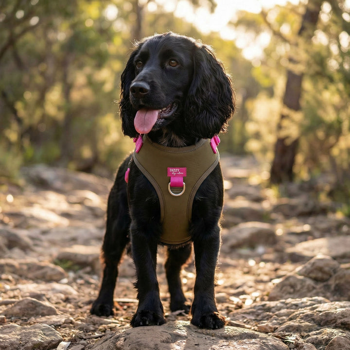 Black dog wearing a green harness standing on a rocky trail with trees in the background