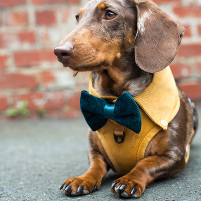 CORDUROY DOG SHIRT HARNESS - Mustard Yellow-Harnesses-Dizzy Dog Collars