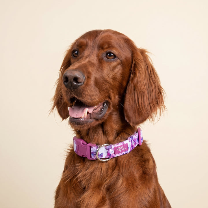 Candy Sky Butterfly | Neoprene Dog Collar | Pink Butterflies Dog Collar