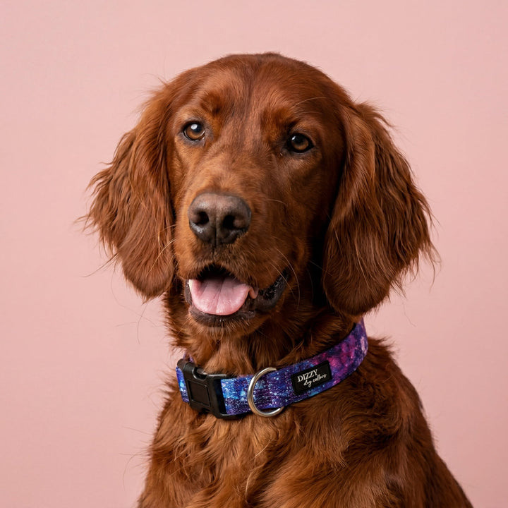 Galaxy Dog Collar | Neoprene & Stainless Steel