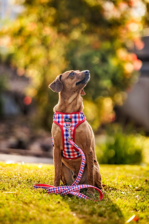 Dog on a leash wearing a plaid harness in a park setting