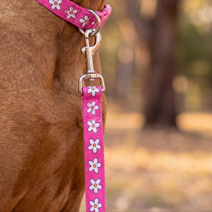 A close-up of a brown dog wearing a pink collar and matching leash with a white daisy pattern, set against a blurred outdoor background.