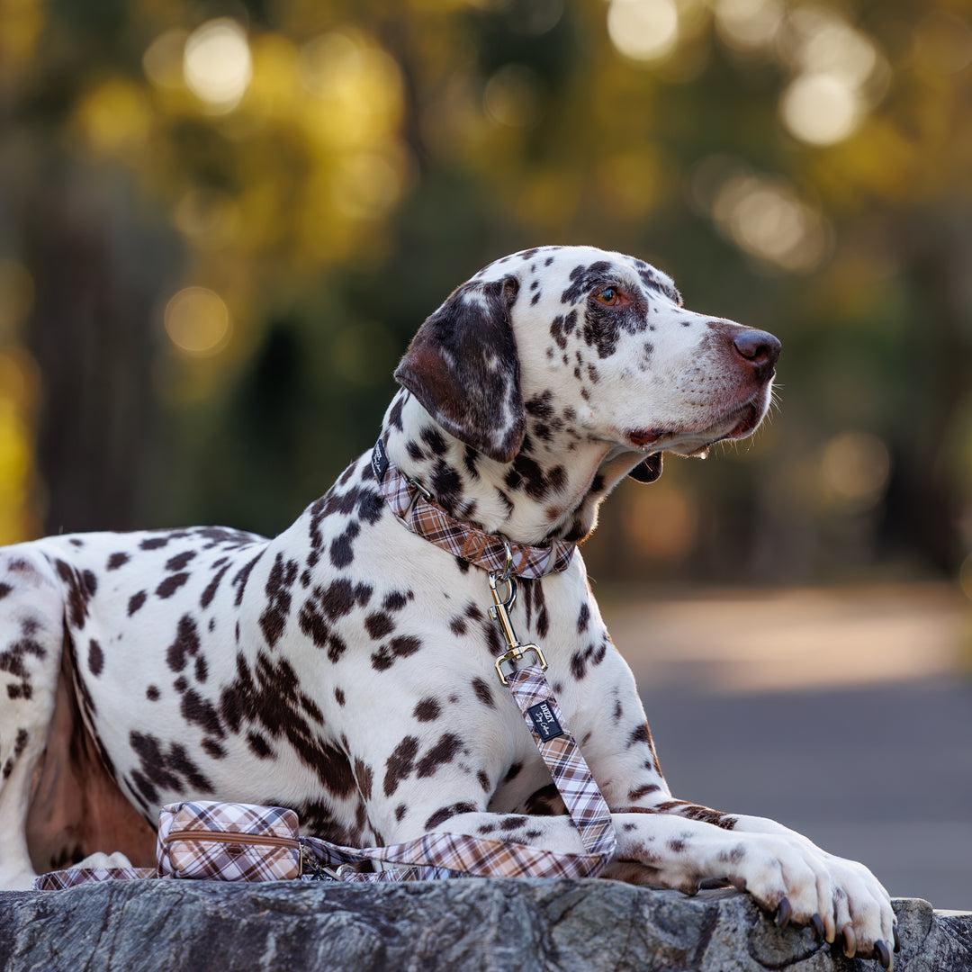 Martingale Dog Collar - Maplewood: Caramel & Brown Plaid