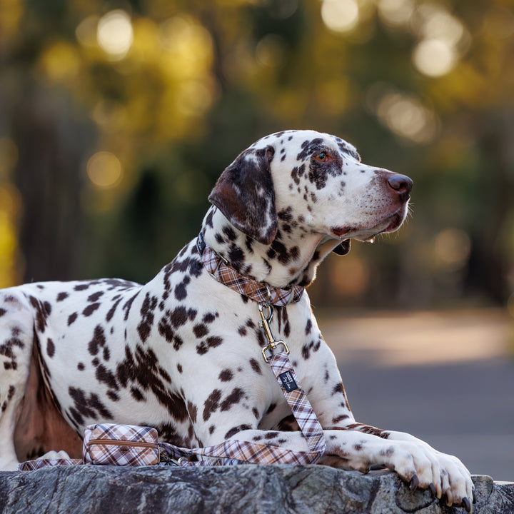 Martingale Dog Collar - Maplewood: Caramel & Brown Plaid