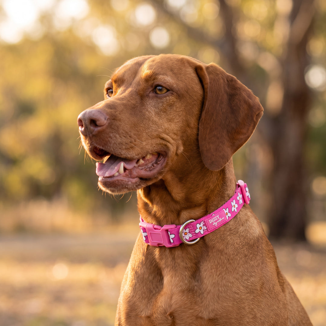 A brown dog wearing a bright pink collar with white floral patterns and silver hardware, photographed outdoors in warm natural light with a blurred forest background.