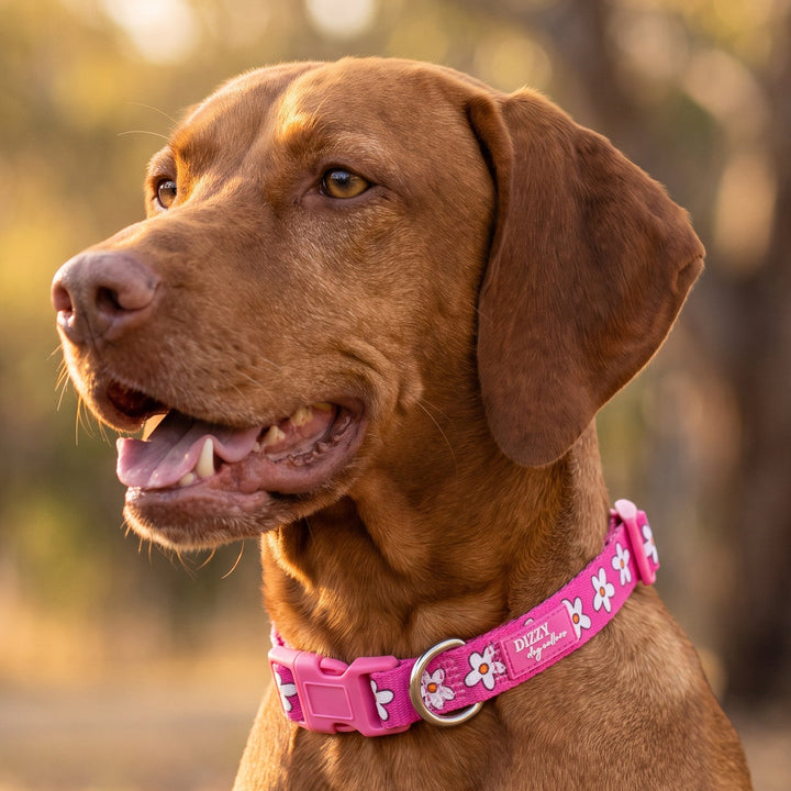 A brown dog wearing a bright pink collar with white floral patterns and silver hardware, photographed outdoors in warm natural light with a blurred forest background.