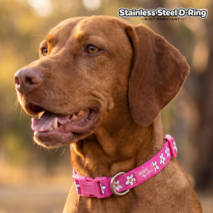 Darling Daisy: Pink Daisy Dog Collar | Neoprene Dog Collar