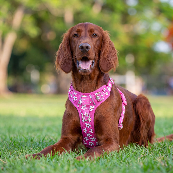 Darling Daisy: No Pull Dog Harness
