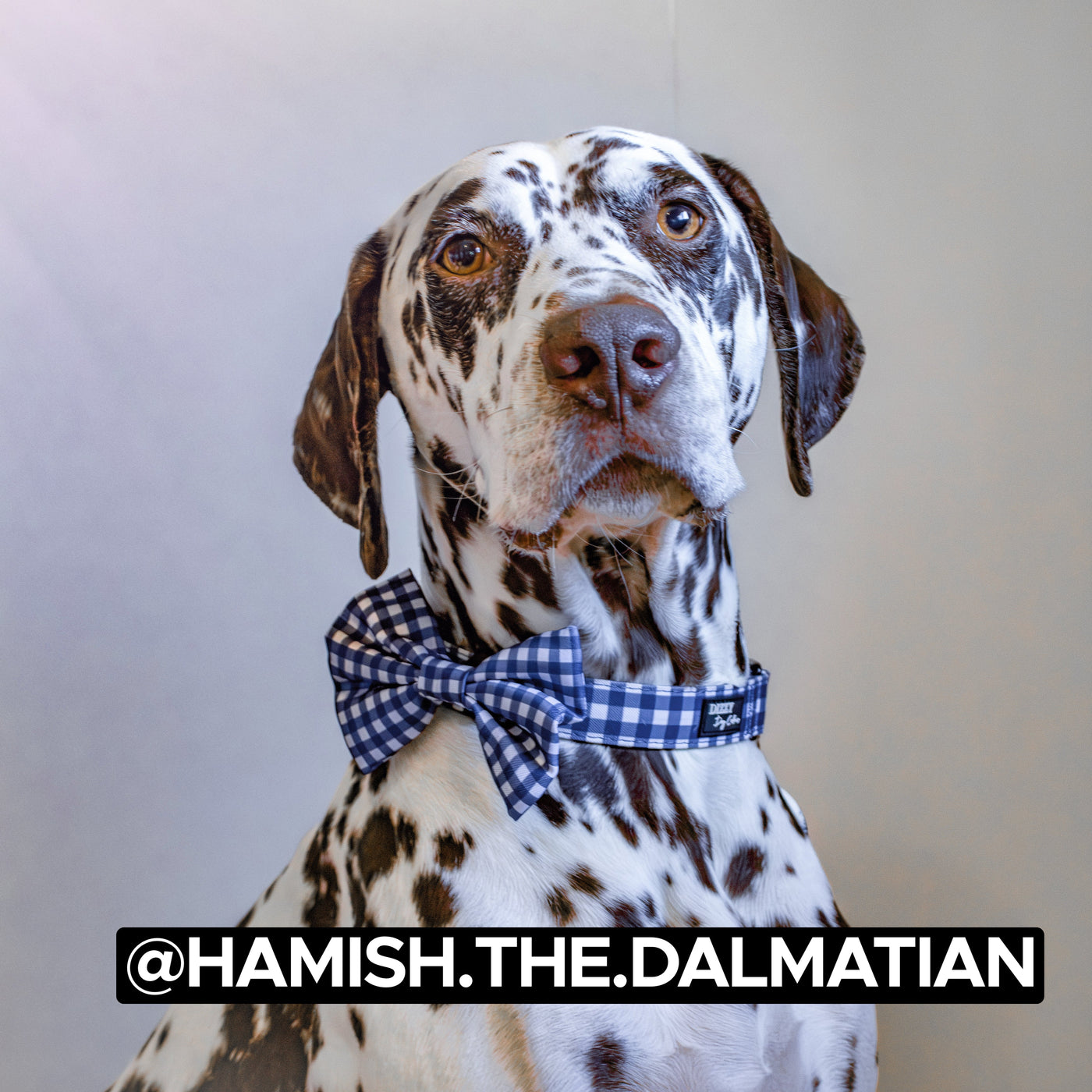 Dog Bow Tie | Navy Gingham-Bow-Dizzy Dog Collars