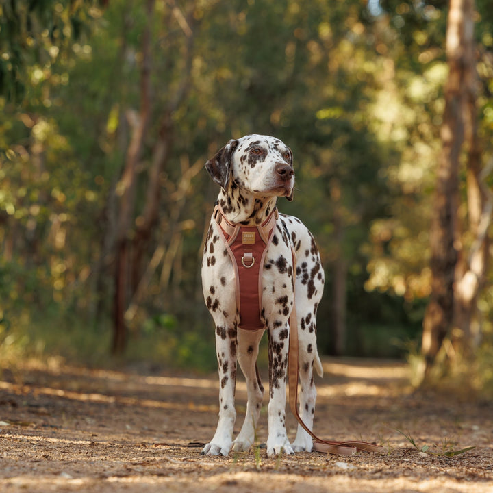 The Chai No Pull Dog Harness | Stainless Steel Step-In with Handle