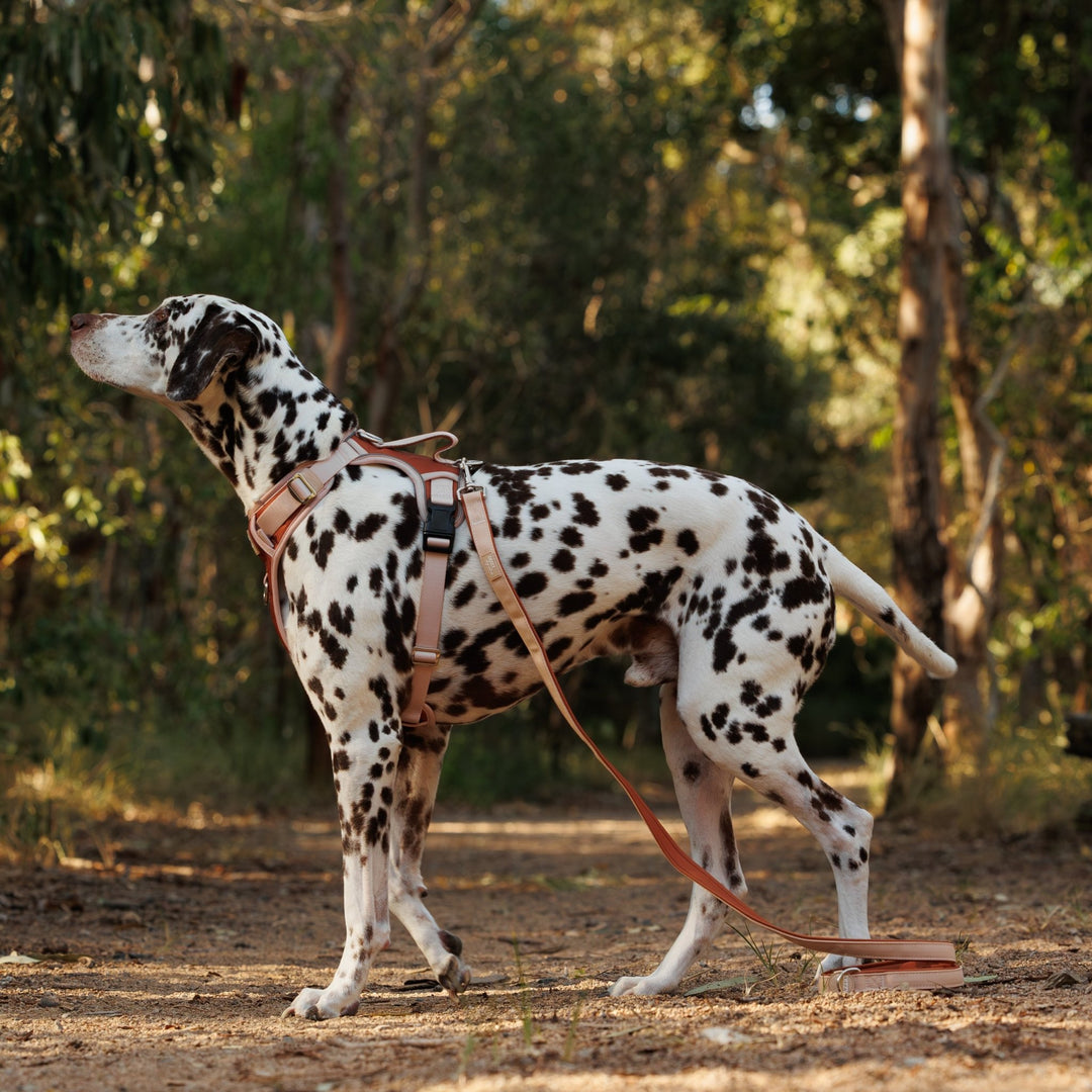 The Chai No Pull Dog Harness | Stainless Steel Step-In with Handle