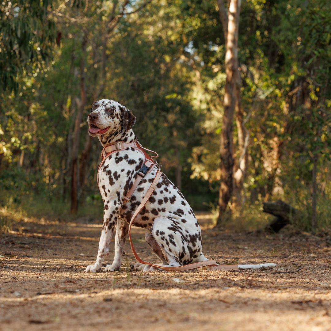 The Chai No Pull Dog Harness | Stainless Steel Step-In with Handle