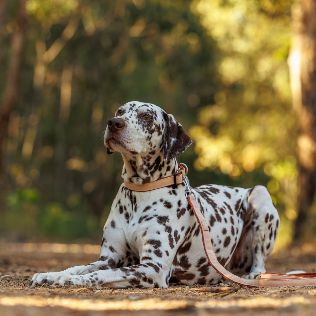 The Chai Dog Collar | Neoprene Padded | Stainless Steel D-Ring | Chai & Beige