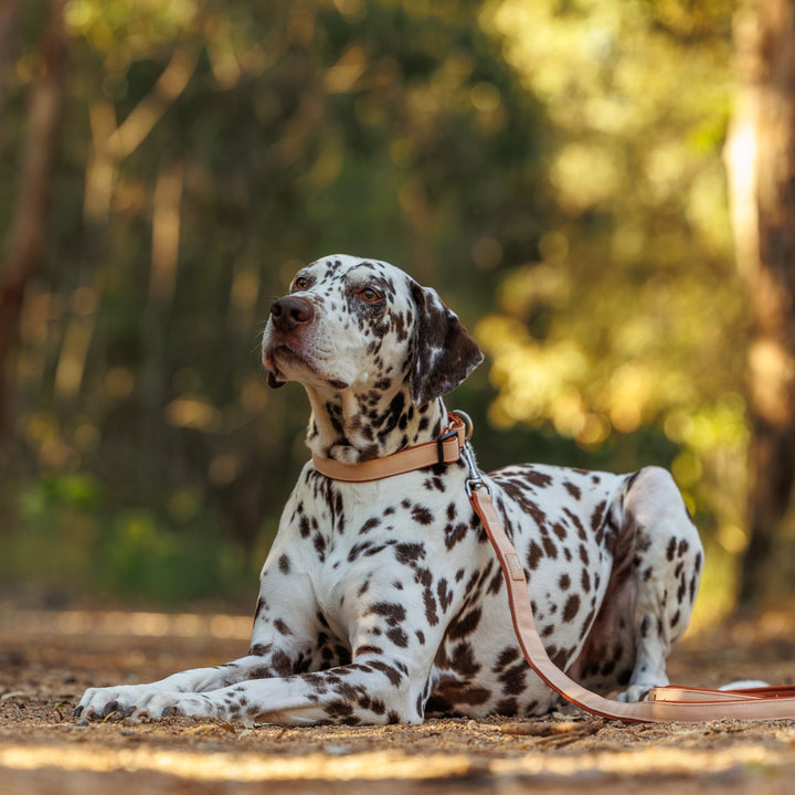 The Chai Dog Collar | Neoprene Padded | Stainless Steel D-Ring | Chai & Beige