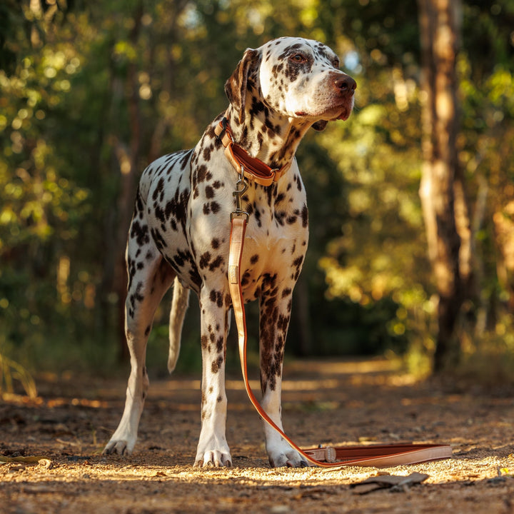 The Chai Martingale Dog Collar | Canvas & Neoprene