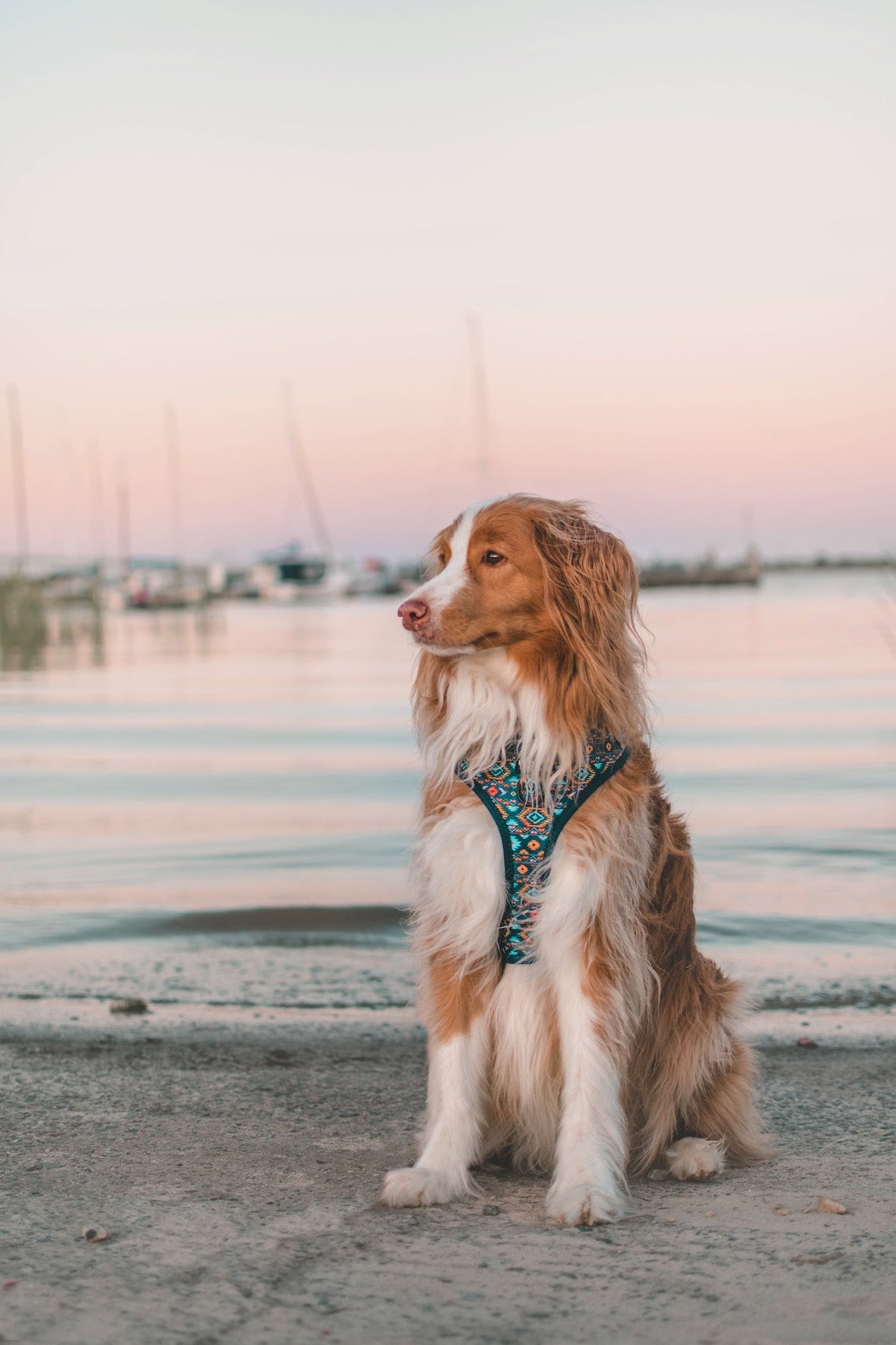 DOG HARNESS | Aztec Empire | Neck Adjustable Dog Harness-Fabric Harness-Dizzy Dog Collars