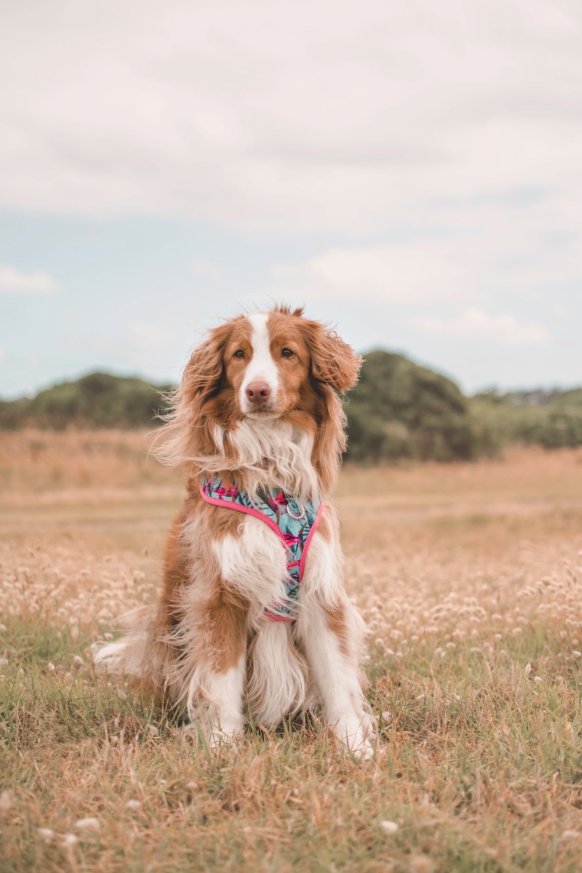 DOG HARNESS | Birds of Paradise | Neck Adjustable Dog Harness-Fabric Harness-Dizzy Dog Collars