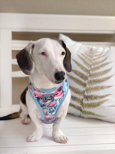 DOG HARNESS - Blossoms - Neck Adjustable Harness (Premade)-Harness-Dizzy Dog Collars