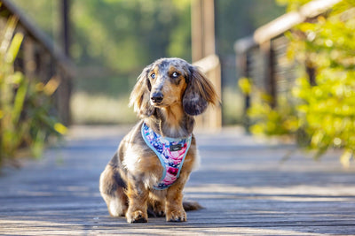 DOG HARNESS - Blossom Rose - Neck Adjustable Harness (Premade)-Harness-Dizzy Dog Collars