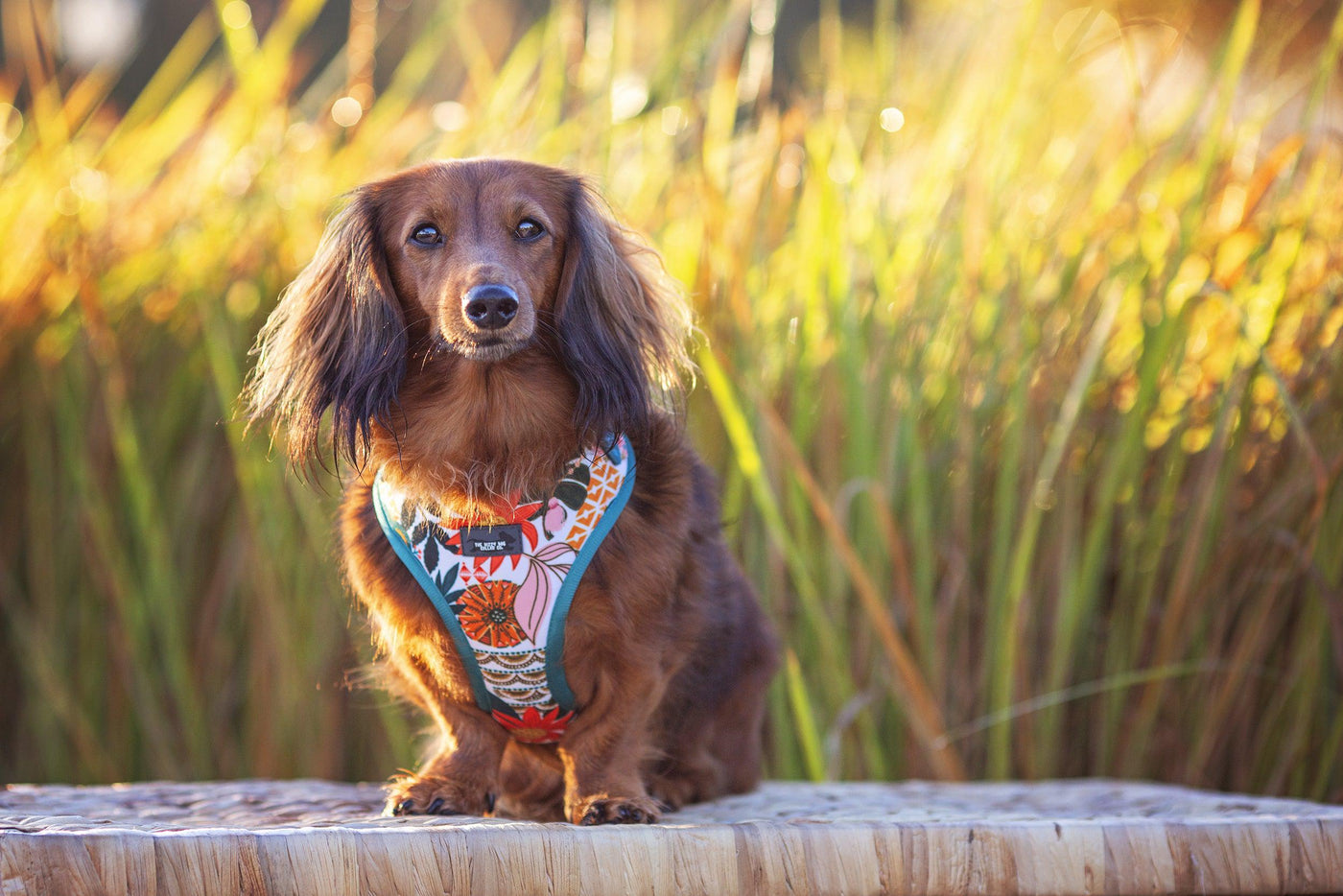 DOG HARNESS - Bohemian Garden - Neck Adjustable Harness (Premade)-Harness-Dizzy Dog Collars