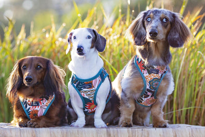 DOG HARNESS - Bohemian Garden - Neck Adjustable Harness (Premade)-Harness-Dizzy Dog Collars
