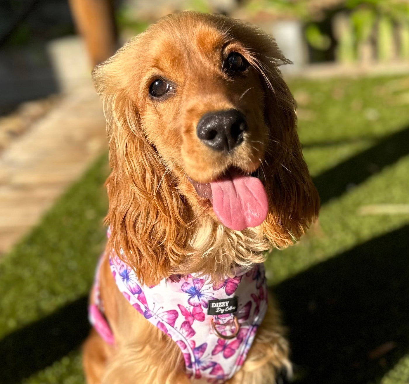 DOG HARNESS | Candy Sky Butterfly - Pink Butterflies | Neck Adjustable Dog Harness-Fabric Harness-Dizzy Dog Collars