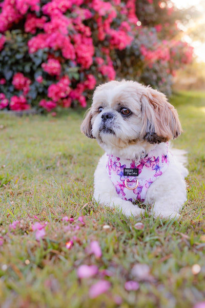 DOG HARNESS | Pink Butterflies | Neck Adjustable Dog Harness-Fabric Harness-Dizzy Dog Collars