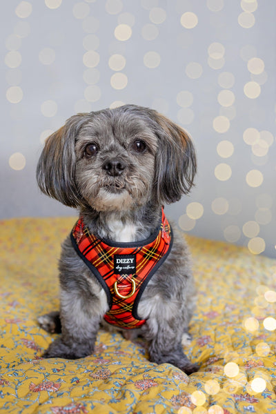 DOG HARNESS | Christmas Plaid | Neck Adjustable Harness-Harness-Dizzy Dog Collars
