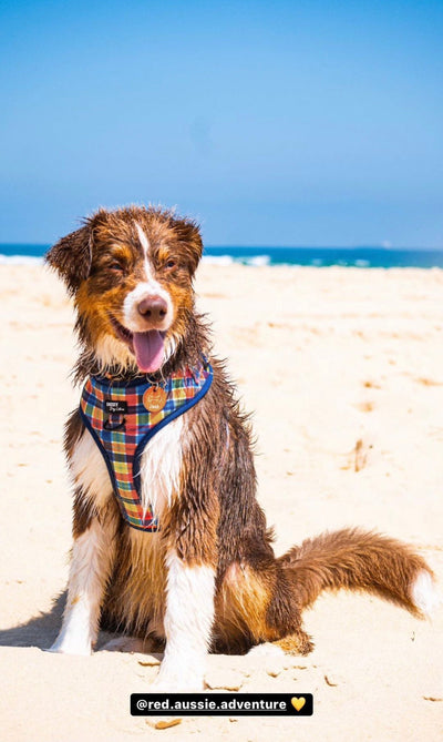 DOG HARNESS | Country Plaid | Neck Adjustable Dog Harness | Canvas & Neoprene-Fabric Harness-Dizzy Dog Collars