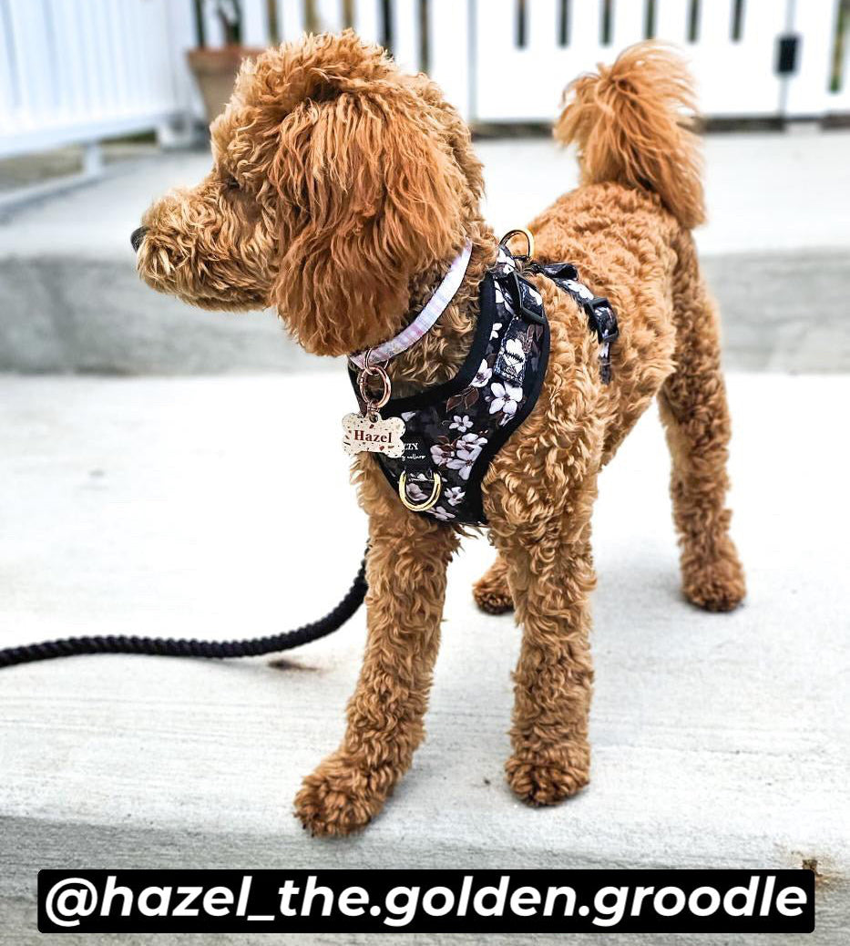 Teacup Maltese Best Harness For Maltese Pawtitas 3-in-1 Extra