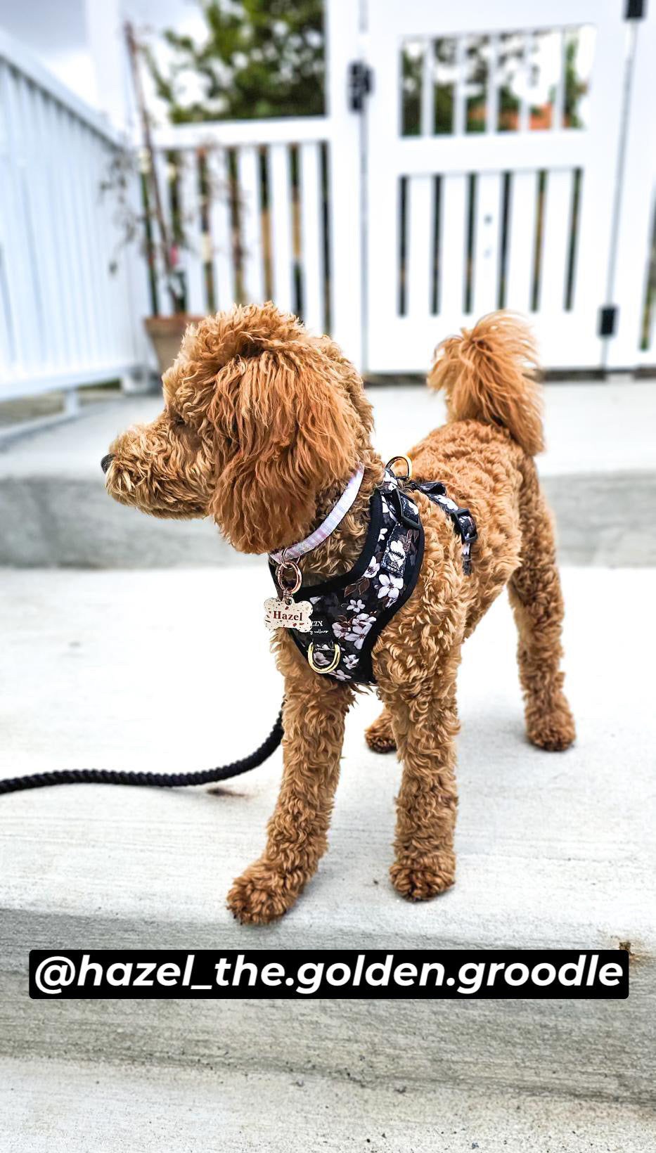 DOG HARNESS | Midnight Cherry Blossoms | Neck Adjustable Dog Harness-Fabric Harness-Dizzy Dog Collars