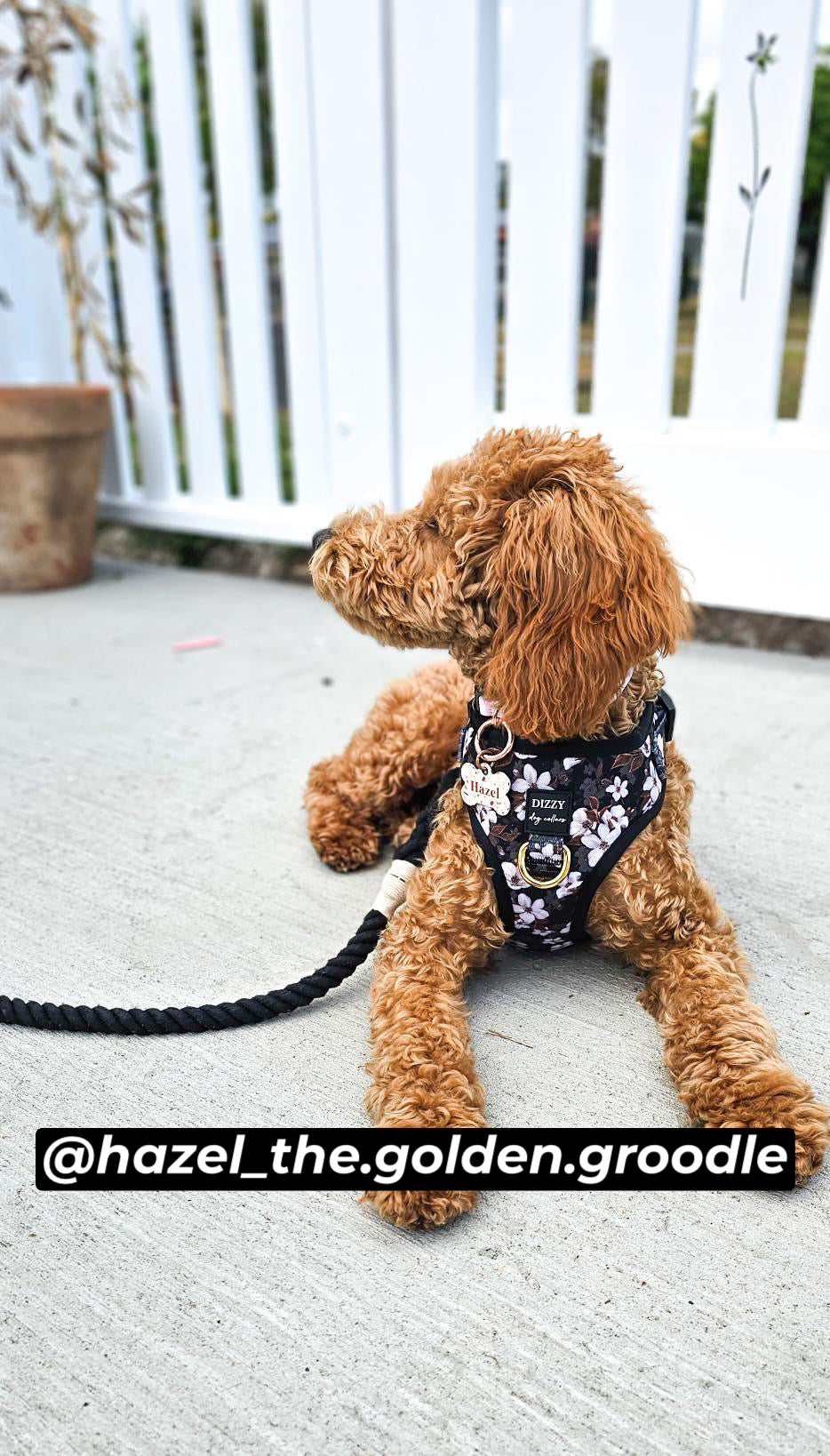 DOG HARNESS | Midnight Cherry Blossoms | Neck Adjustable Dog Harness-Fabric Harness-Dizzy Dog Collars
