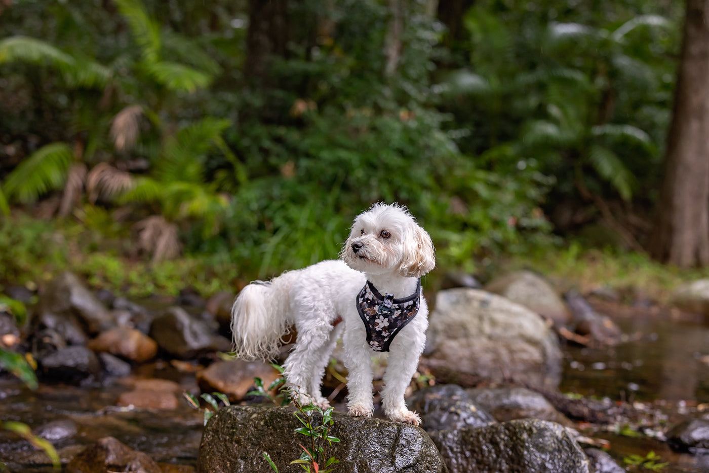 white maltese dog wearing black and gold floral dog harness, on rocks in a lake