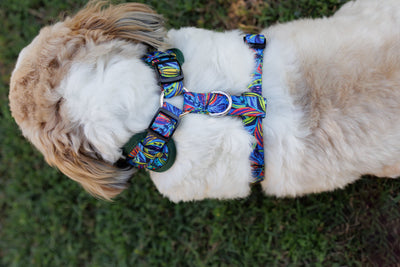 DOG HARNESS | Oasis | Neck Adjustable Dog Harness-Fabric Harness-Dizzy Dog Collars