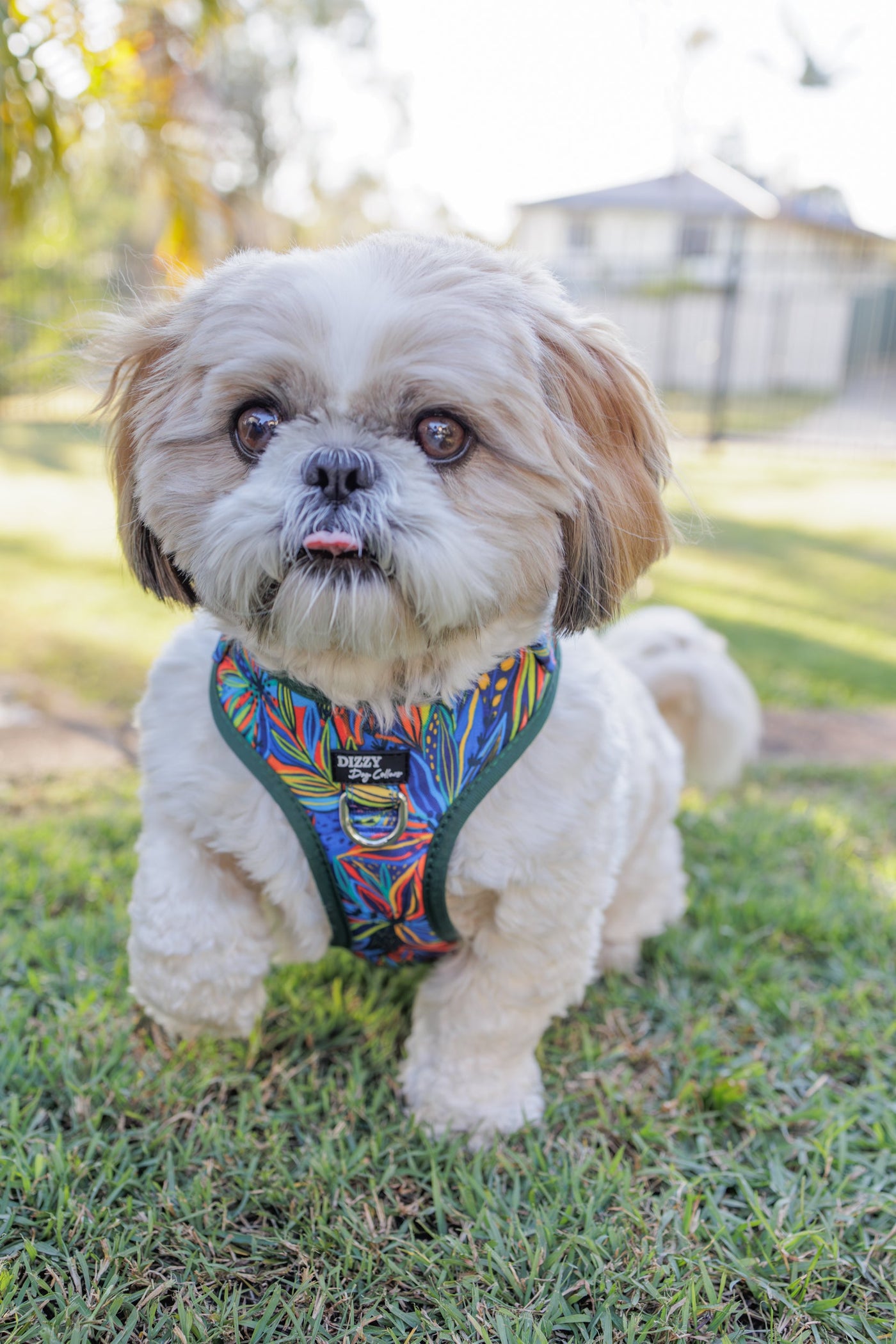 DOG HARNESS | Oasis | Neck Adjustable Dog Harness-Fabric Harness-Dizzy Dog Collars