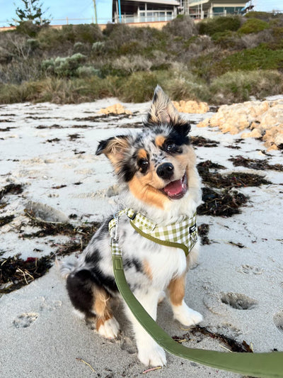 DOG HARNESS | Olive Gingham | Neck Adjustable Dog Harness-Fabric Harness-Dizzy Dog Collars