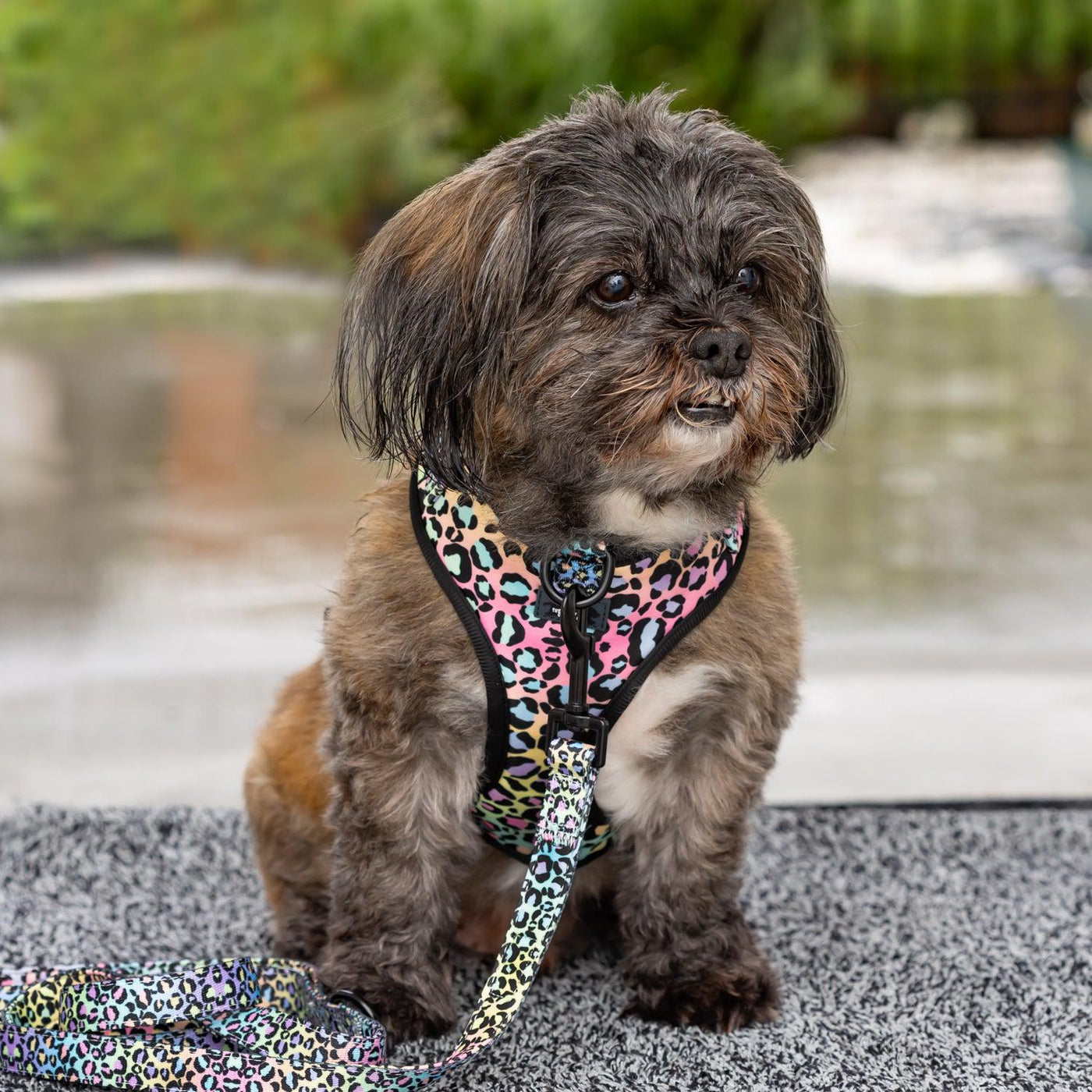 Shih Tzu in DOG HARNESS - Ombre Leopard - Neck Adjustable Harness with Front Attachment-Harness-Dizzy Dog Collars