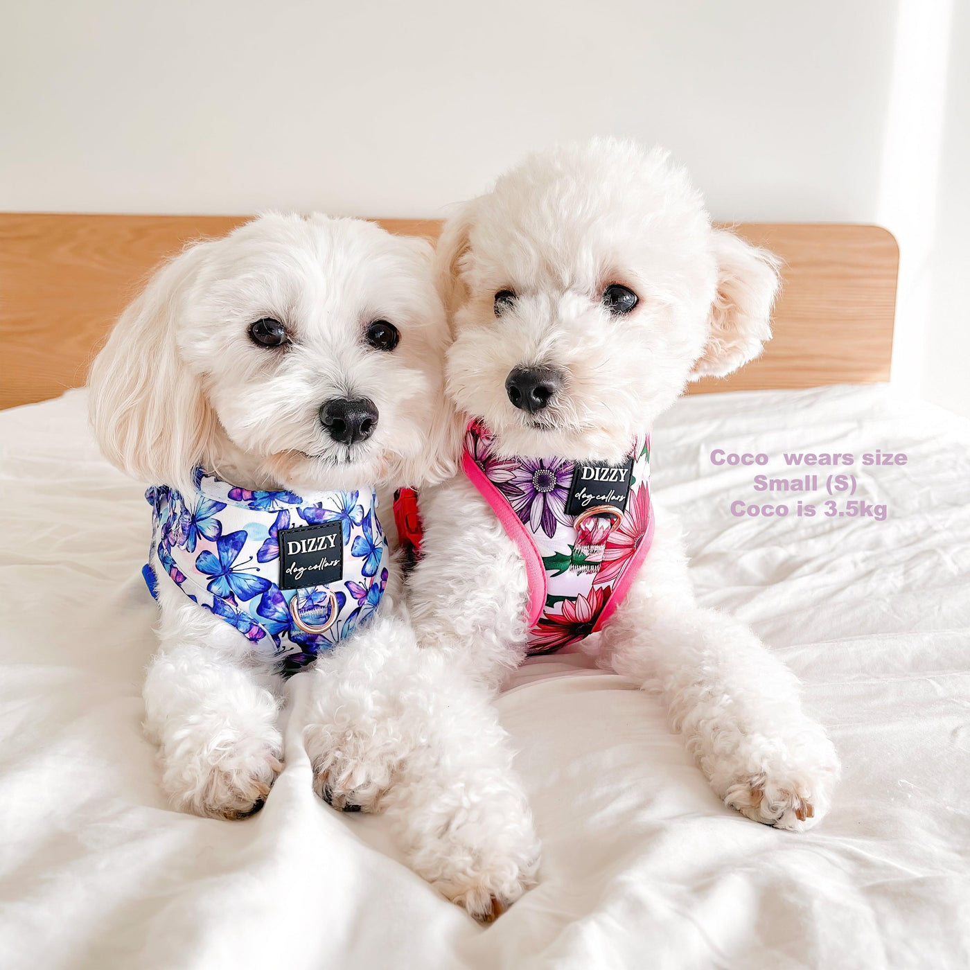 DOG HARNESS | Perfect Petals | Neck Adjustable Dog Harness-Harness-Dizzy Dog Collars