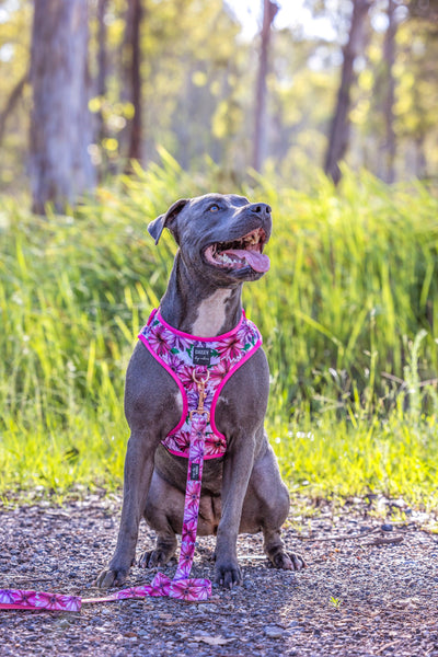 DOG HARNESS | Perfect Petals | Neck Adjustable Dog Harness-Harness-Dizzy Dog Collars-blue staffy wearing pink dog harness in bush setting