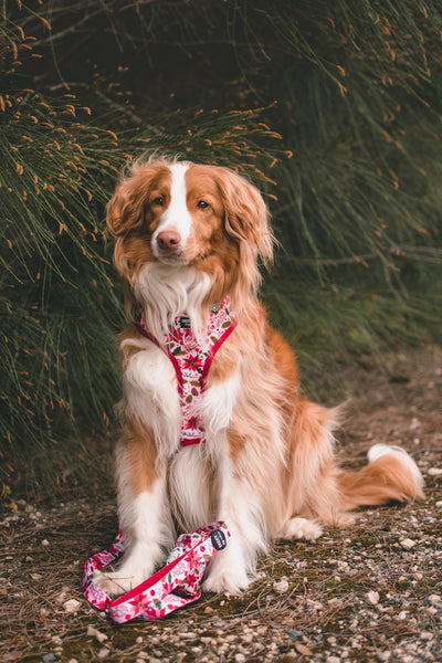 DOG HARNESS | Poinsettia | Christmas Neck Adjustable Dog Harness-Harness-Dizzy Dog Collars