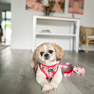 DOG HARNESS | Poinsettia | Christmas Neck Adjustable Dog Harness-Harness-Dizzy Dog Collars