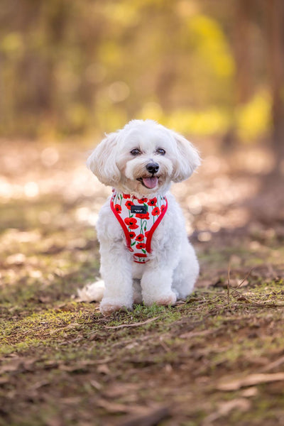 DOG HARNESS - Poppy Parade, Poppies Neck Adjustable Harness-Harness-Dizzy Dog Collars