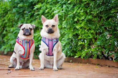 DOG HARNESS - Purple Aztec - Adjustable , adjustable dog harness, small dog harness, this is the best small dog harness, pugs in cute matching harnesses