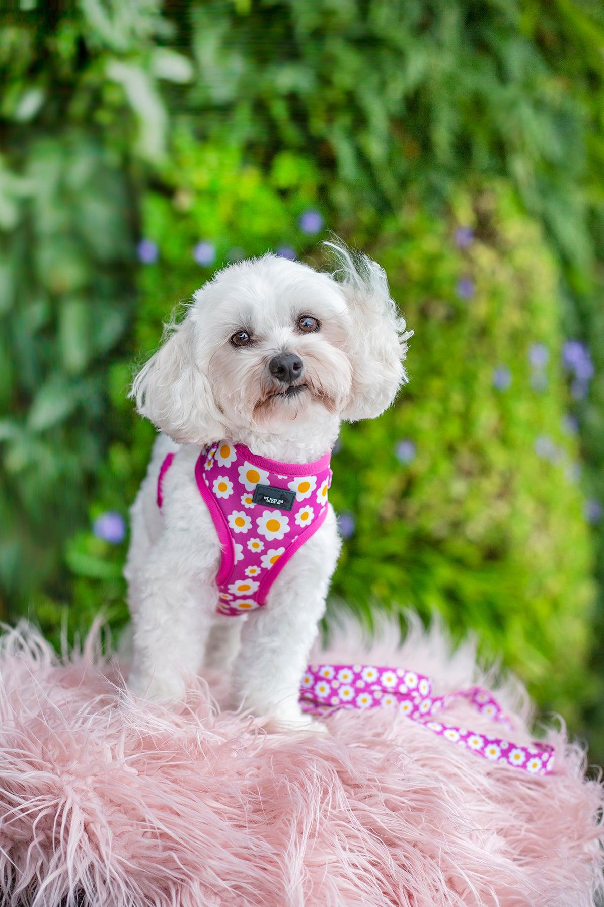 DOG HARNESS - Retro Pink Daisy - Neck Adjustable Harness (Premade)-Harness-Dizzy Dog Collars