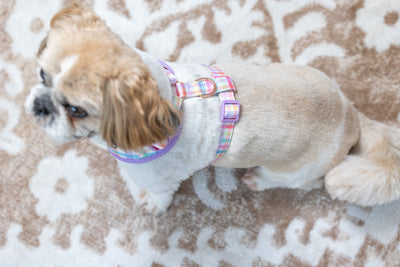 DOG HARNESS | Sherbet Gingham | Neck Adjustable Dog Harness-Harness-Dizzy Dog Collars