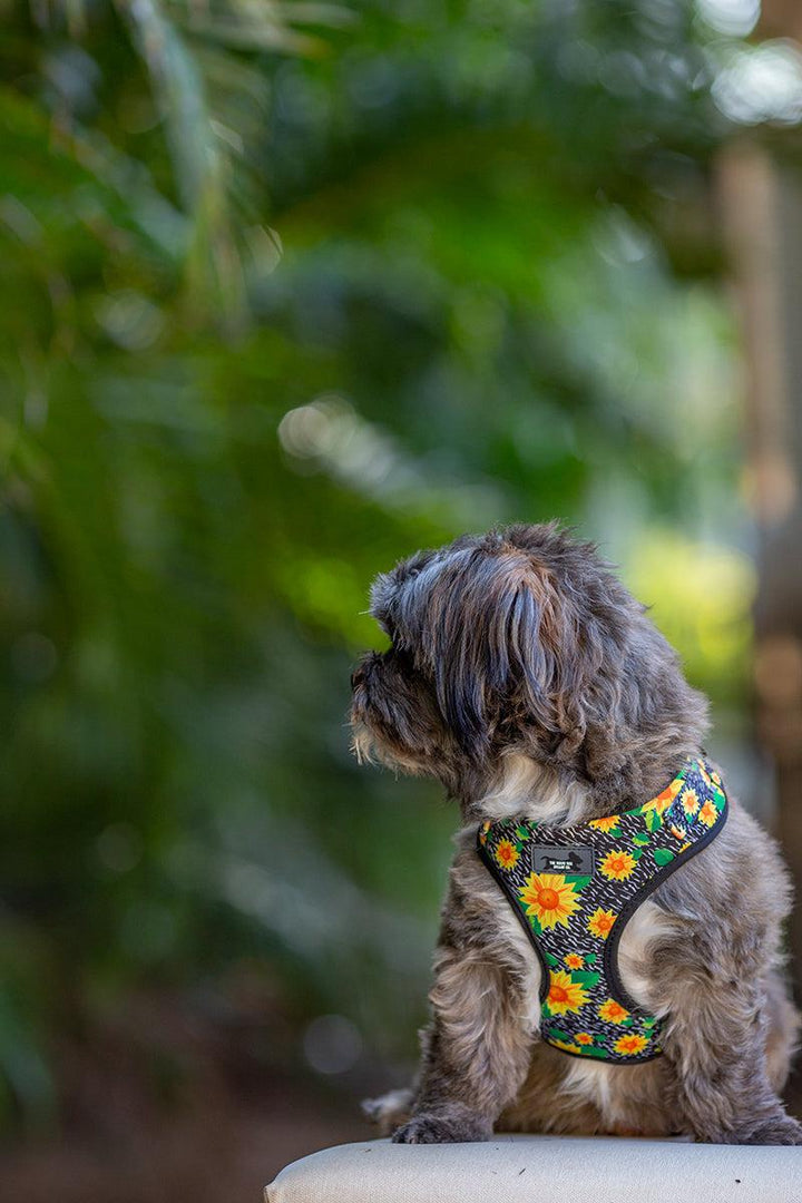 small dog in harness, dog harness australia