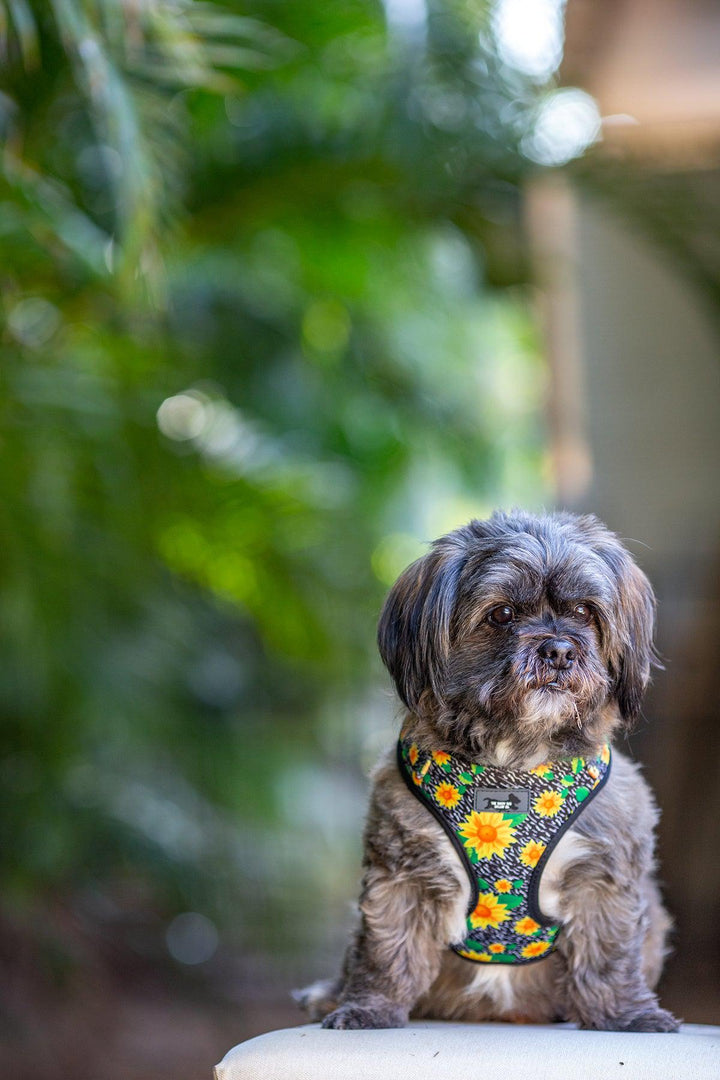 small dog in harness, dog harness australia